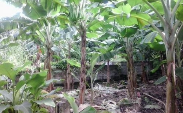 Residential Property At La Plaine